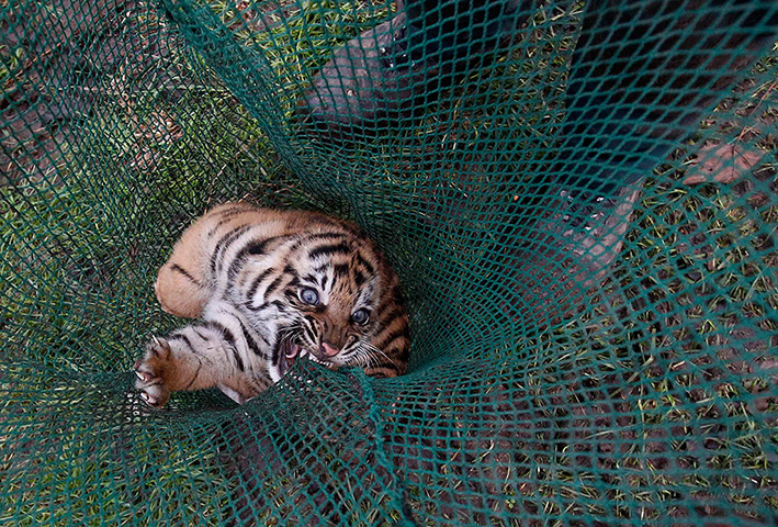 Week in wildlife: Staff carry out a health check on tiger cub in Chester Zoo