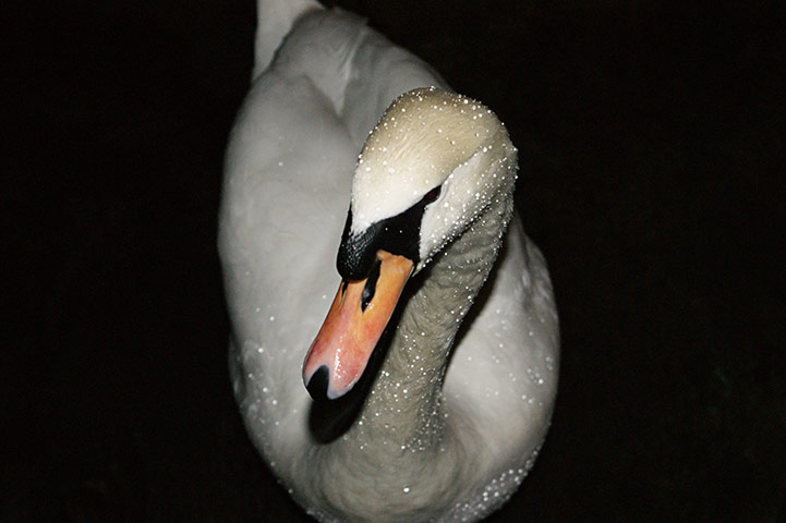 In pictures: sparkel: swan