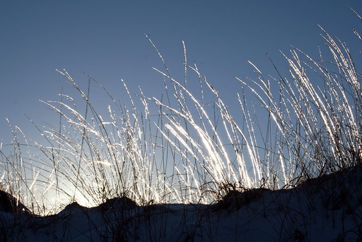 In pictures: sparkel: frozen grass