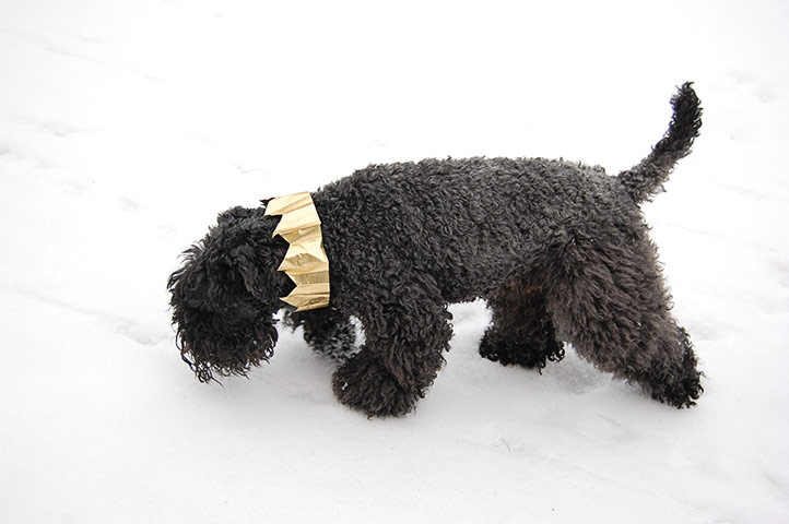 In pictures: sparkel: terrier in snow