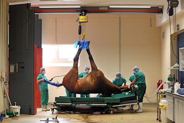 g2 pictures of the year: Surgeons Perform Treatment On Horses At The Newmarket Equine Hospital