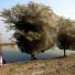 g2 pictures of the year: spider trees in pakistan 