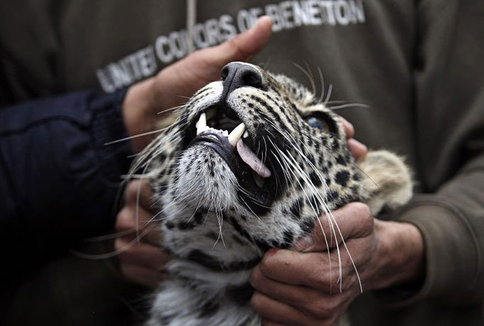 24 hours in pictures: tranquilized leopard