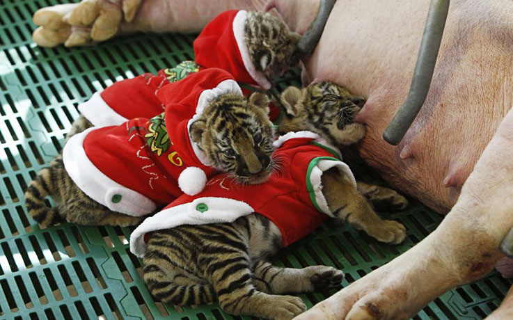 24 hours in pictures: Tiger cubs dressed as Santa Claus suckle from a sow