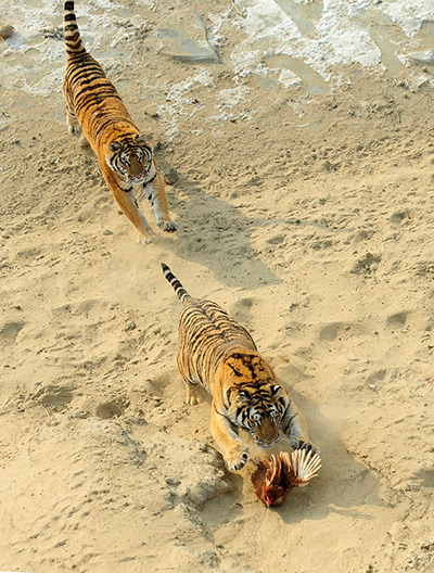 24 hours in pictures: Siberian tigers chase a chicken at the Siberian Tiger Forest Park in Harbin