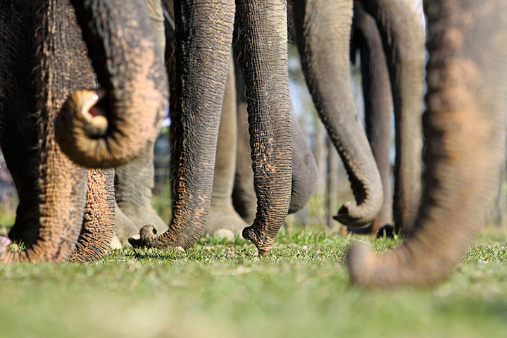 24 hours in pictures: Trunks of elephants are seen as they line up in an Elephant Race, Nepal