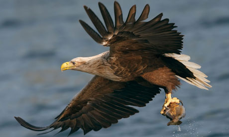 Close-up picture of a white tailed sea eagle