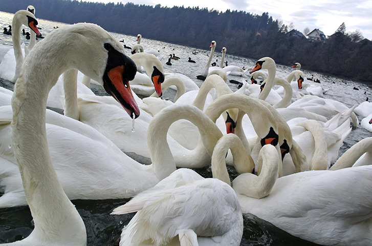 24 hours in pictures: Zbilje, Slovenia: Swans dive for food