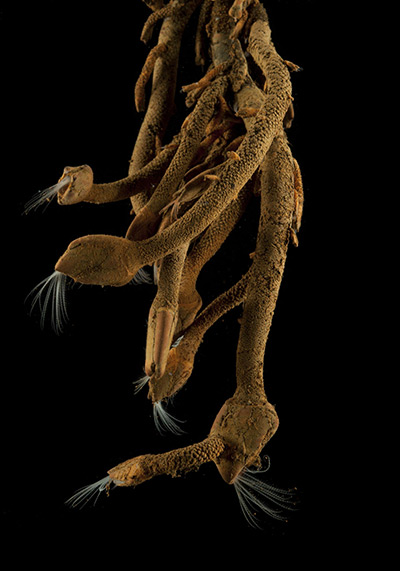 Deep sea creatures: Stalked barnacles