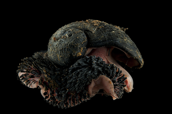 Deep sea creatures: Mollusca