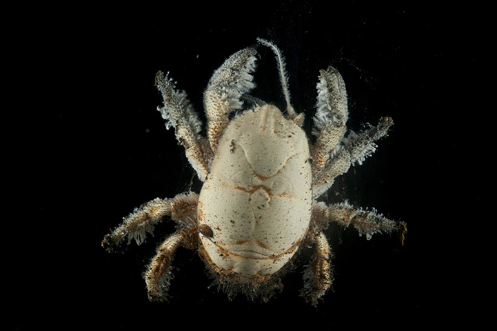 Deep sea creatures: Sea mount