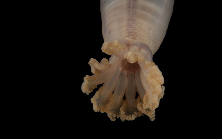 Deep sea creatures: Holothurian