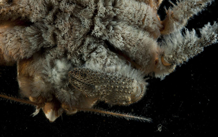 Deep sea creatures: Sea mount