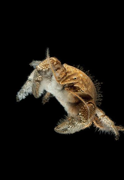 Deep sea creatures: Hairy crab