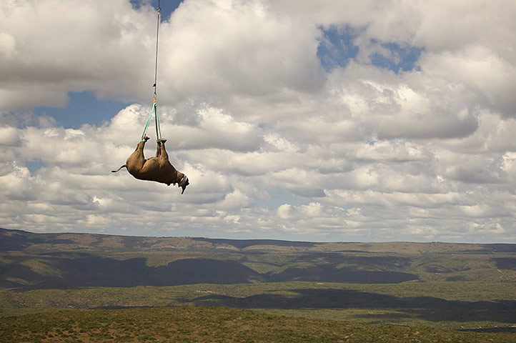 2011 in Environment: Black Rhino relocation by helicopter in South Africa