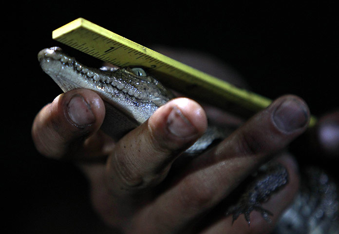 24 Hours: a wildlife biologist measures a small crocodile during a survey
