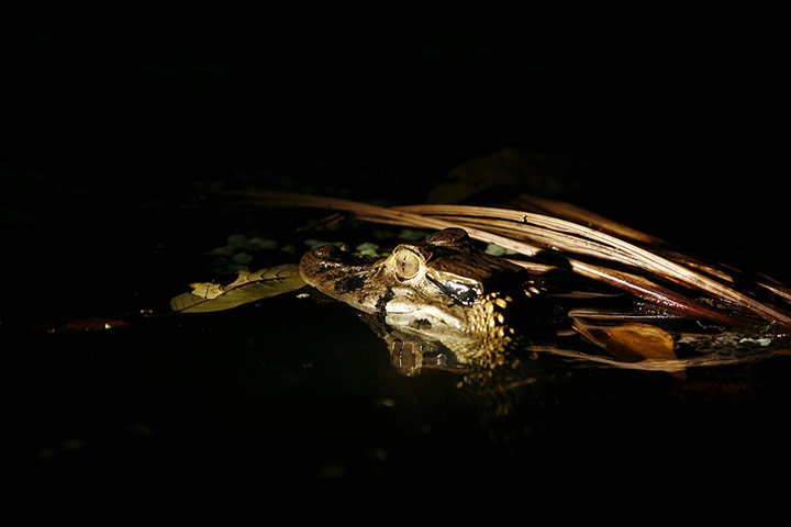 Yasuni National Park: Yasuni National Park in Ecuador