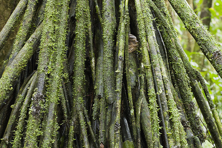 Yasuni National Park: Moss growing on tree trunks