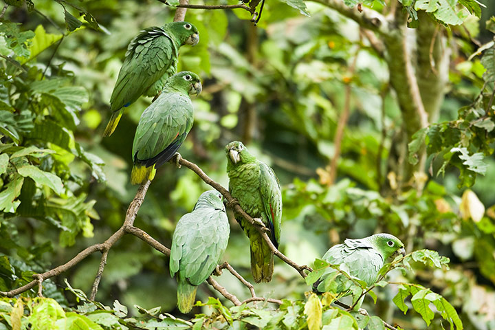 Yasuni National Park: Parrots perching on branch