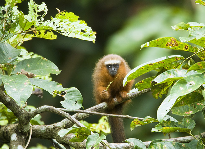 Yasuni National Park: Monkey sitting on branch