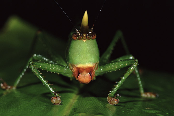 Yasuni National Park: BUSH CRICKET