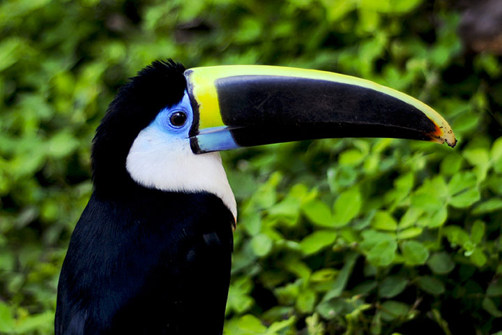 Yasuni National Park: Ecuador Seeks To Preserve Rain Forest Oil Field