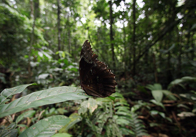 Yasuni National Park:  a butterfly perches on a leaf 