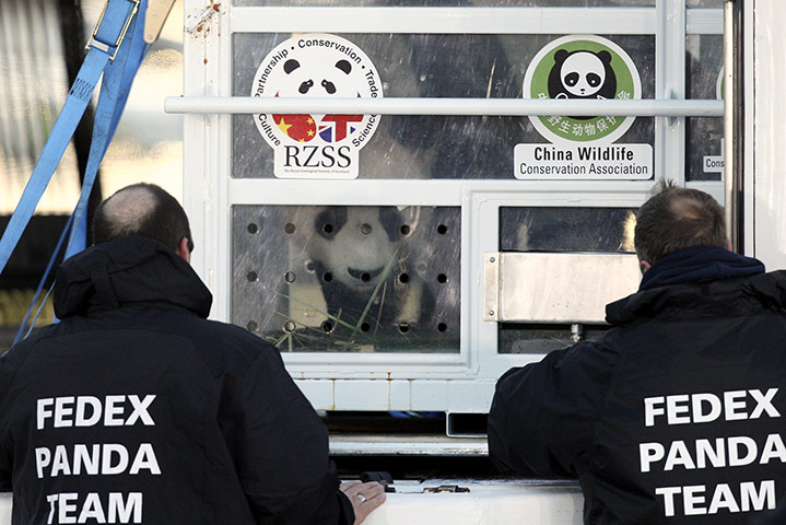 Pandas in Edinburgh: A giant panda named Yang Guang is unloaded from a freight aircraft