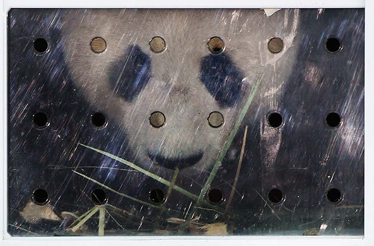 Pandas in Edinburgh: Yang Guang is seen in his cage at Edinburgh Airport 