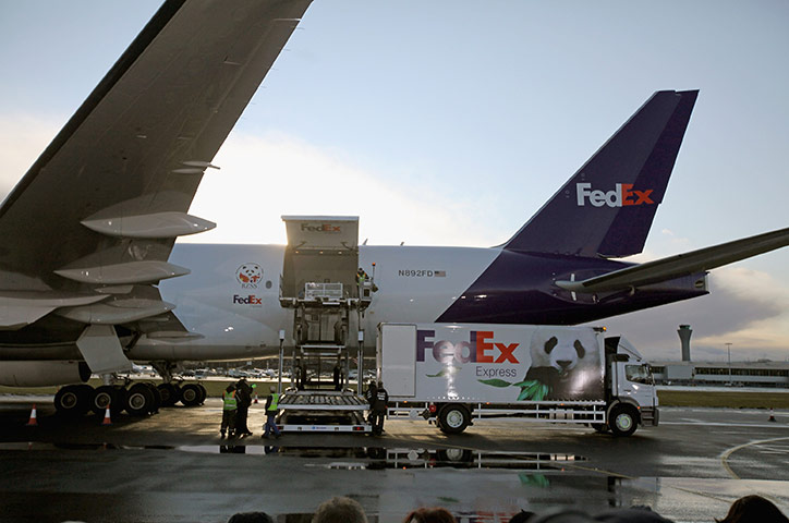 Pandas in Edinburgh: Chinese Pandas Tian Tian and Yang Guang Arrive In The UK