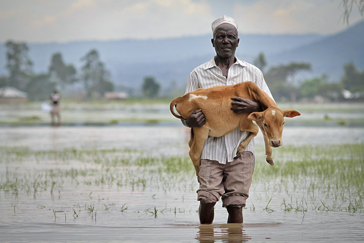 24 hours in pictures: Nyakwere village, Kenya: A man carries his calf after flooding