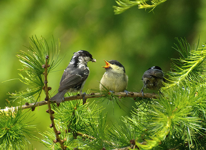 Green shoots : on garden birds
