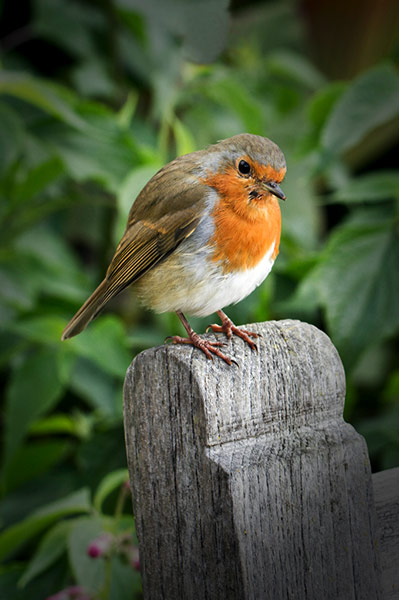 Green shoots : on garden birds