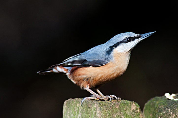 Green shoots : on garden birds