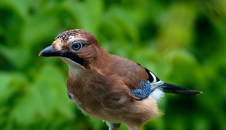 Green shoots : on garden birds