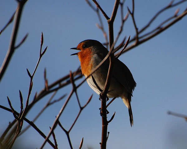 Green shoots : on garden birds