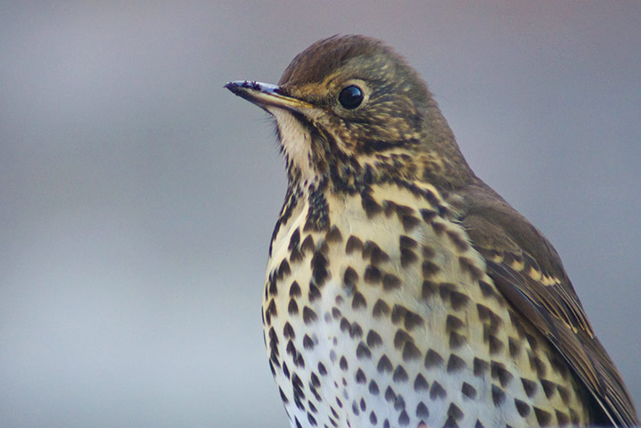 Green shoots : on garden birds