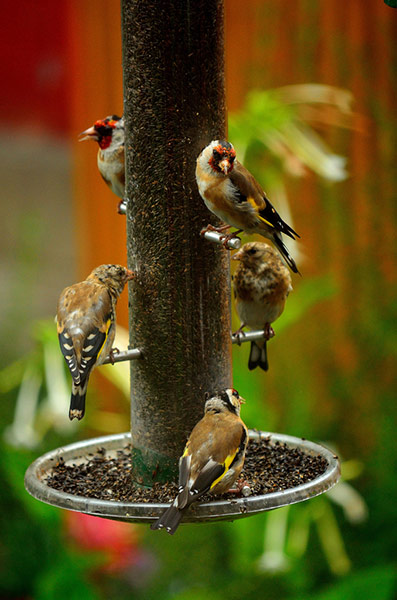 garden birds your green shoots photographs environment garden birds your green shoots photographs environment