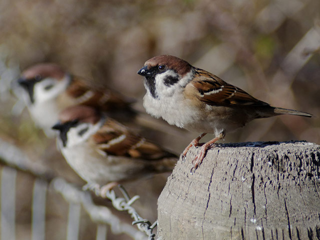Green shoots : on garden birds