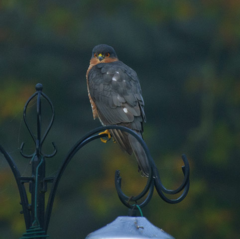 Green shoots : on garden birds