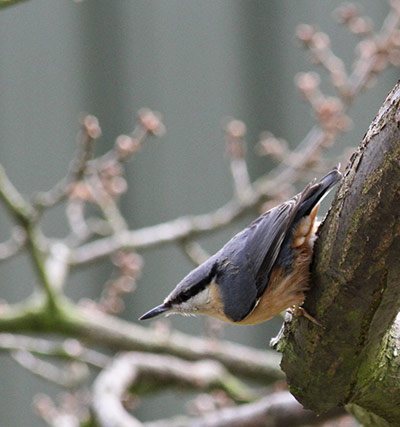 Green shoots : on garden birds