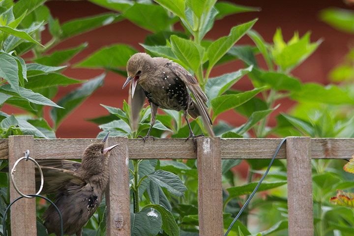 Garden birds: your Green shoots photographs | Environment | The Guardian