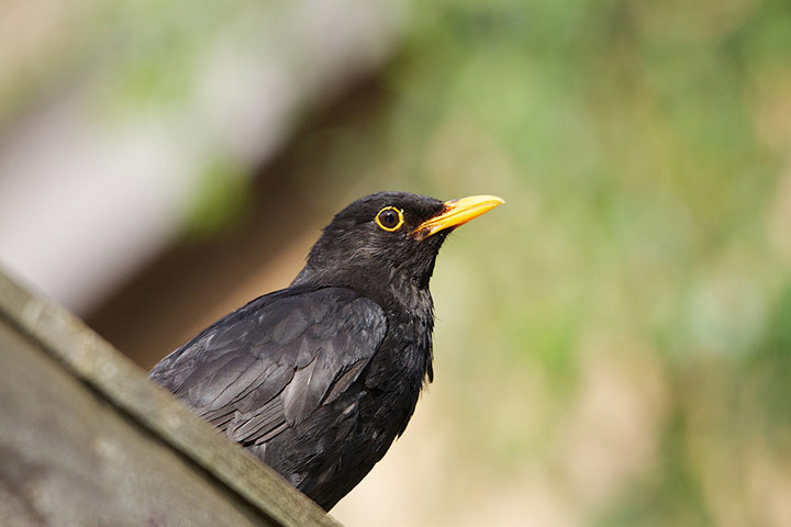 Green shoots : on garden birds