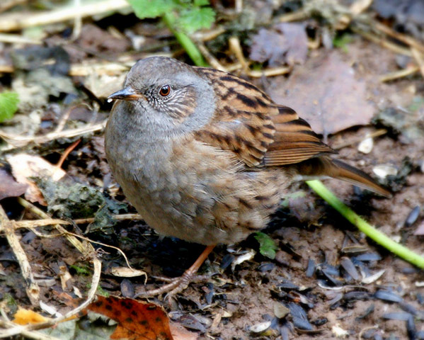 Green shoots : on garden birds