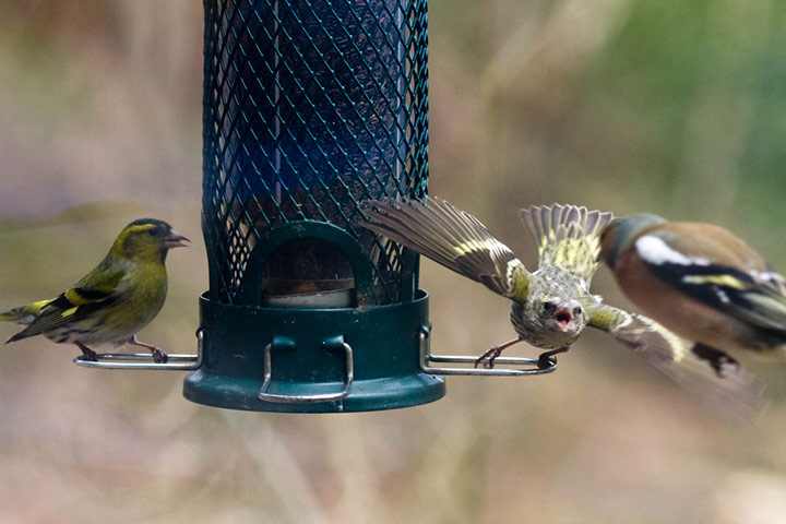 Green shoots : on garden birds