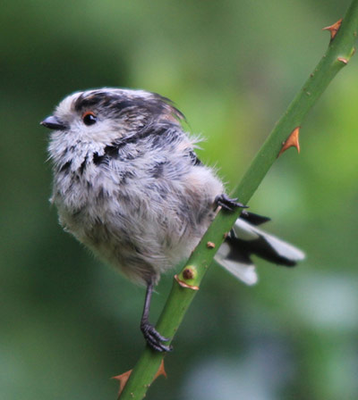 Green shoots : on Garden birds