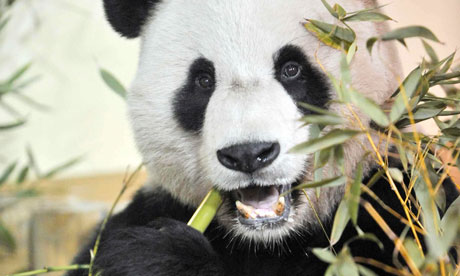 http://static.guim.co.uk/sys-images/Guardian/Pix/pictures/2011/12/5/1323108401096/Giant-panda-Yang-Guang-tu-007.jpg