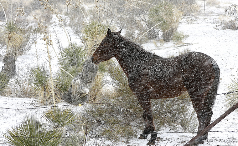 24 hours in pictures: Las Cruces, US: A horse stands in the wind and snow