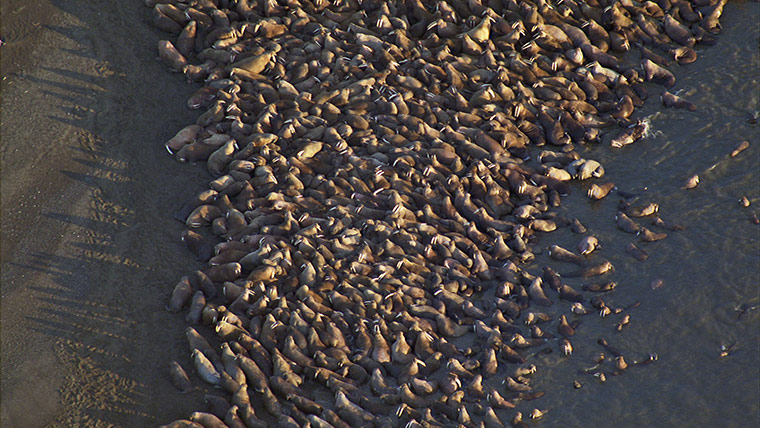 Frozen Planet 7: On Thin Ice