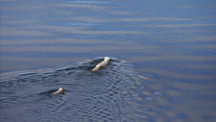 Frozen Planet 7: On Thin Ice